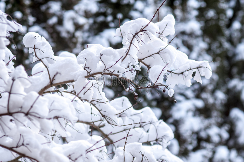 寒冷的 雪 冬天