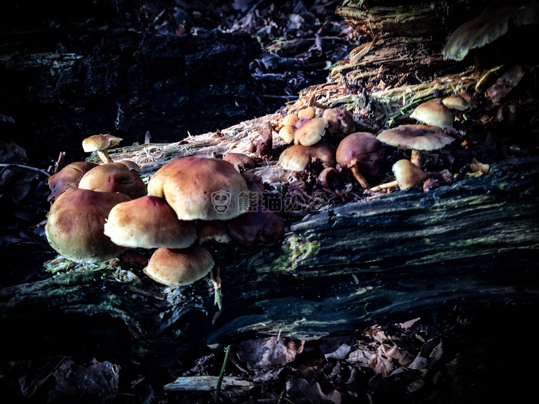 真菌 日志 蘑菇