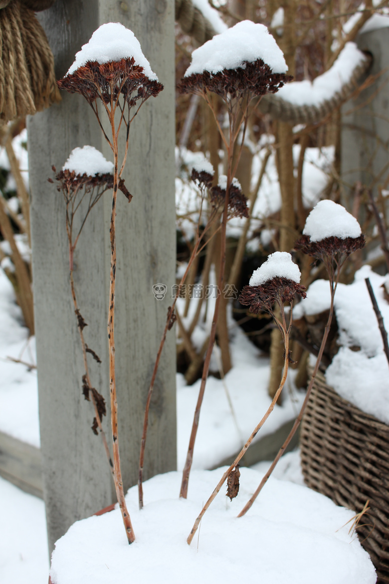 植物 雪 冬天