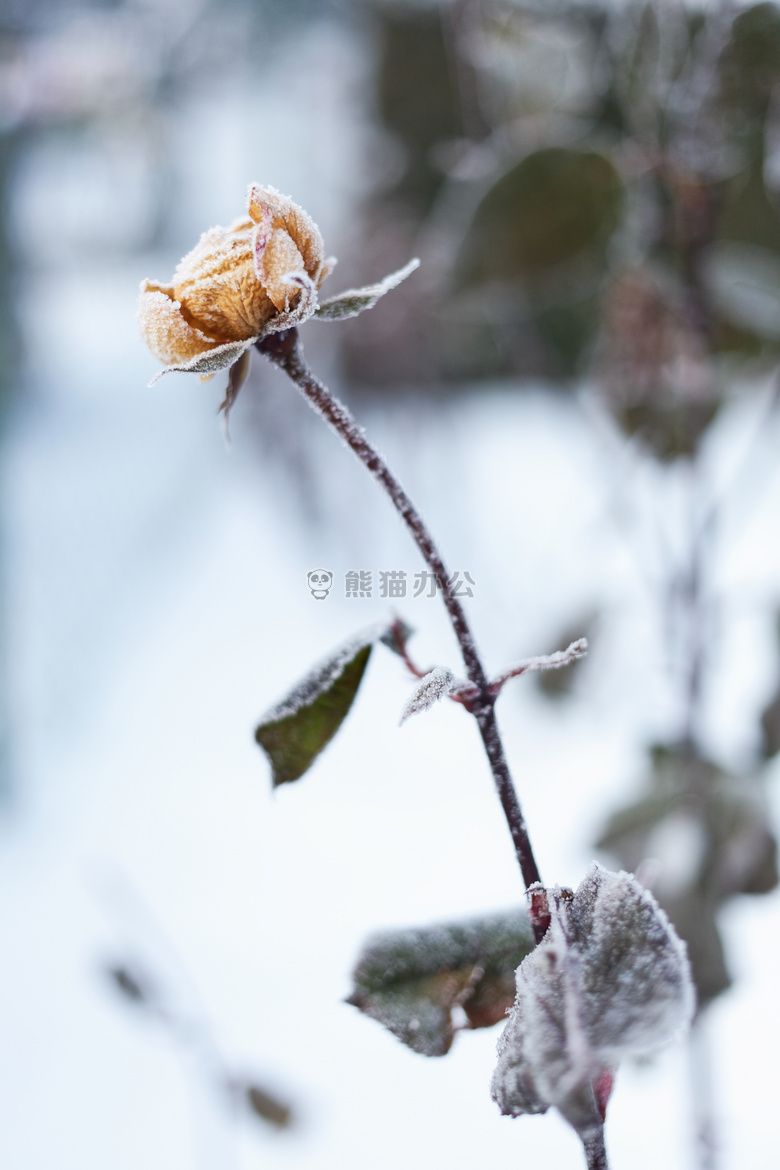 花 冻伤 冷冻