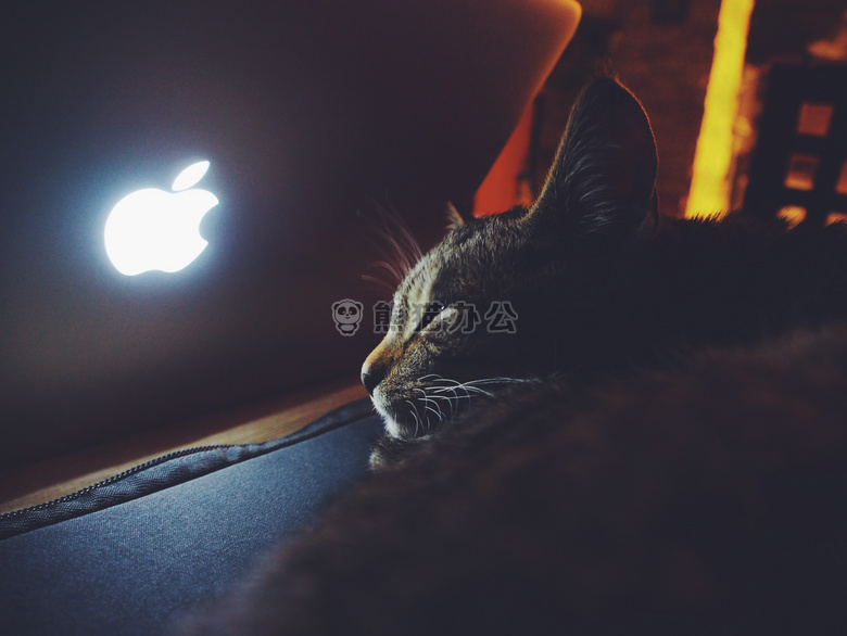 苹果 猫 MacBook