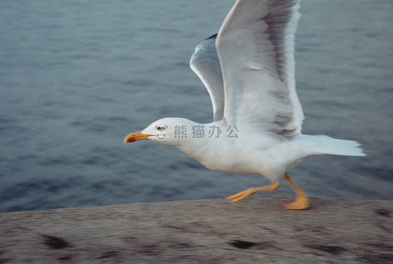 鸟 飞 海