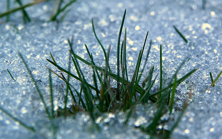 草 雪 冬天