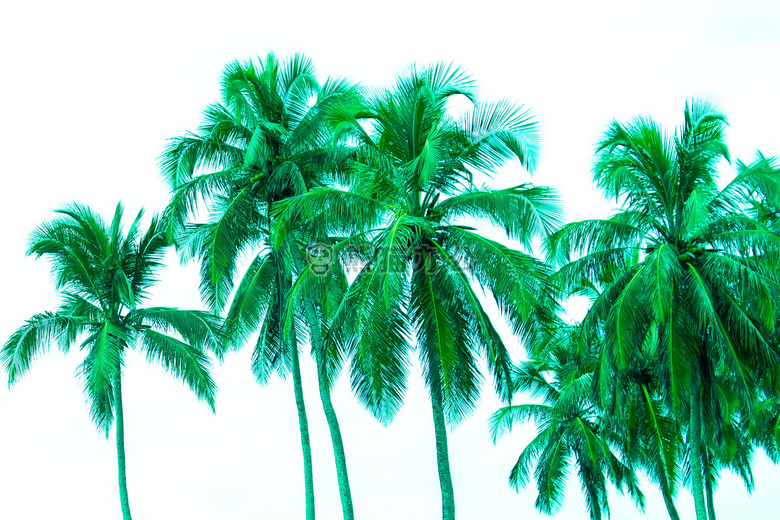 科凯鲁 棕榈树