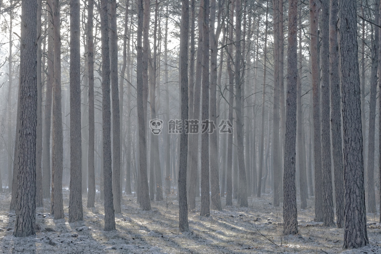 森林 树 冬天