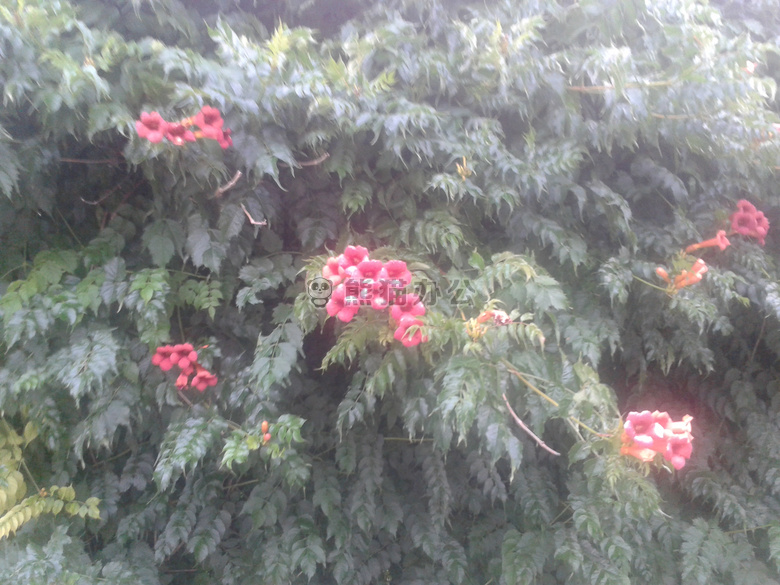 灌木 花 红色