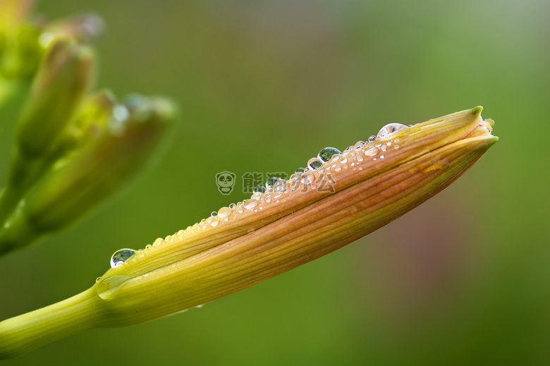 开花 特写 露水