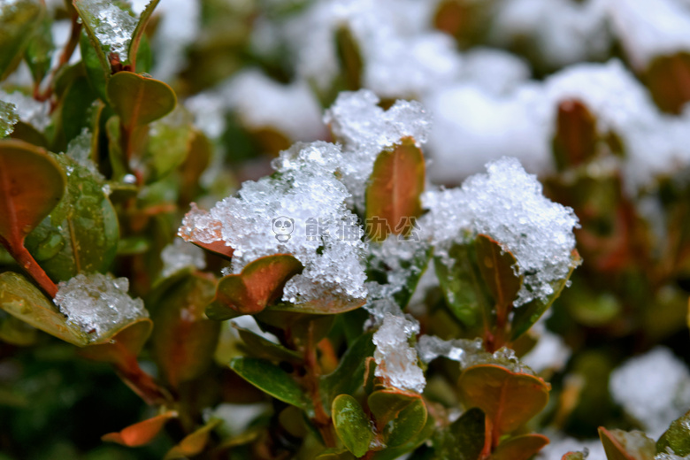 第一 雪 冬天