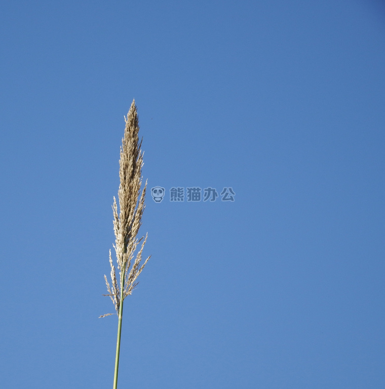 蓝色 植物 芦苇