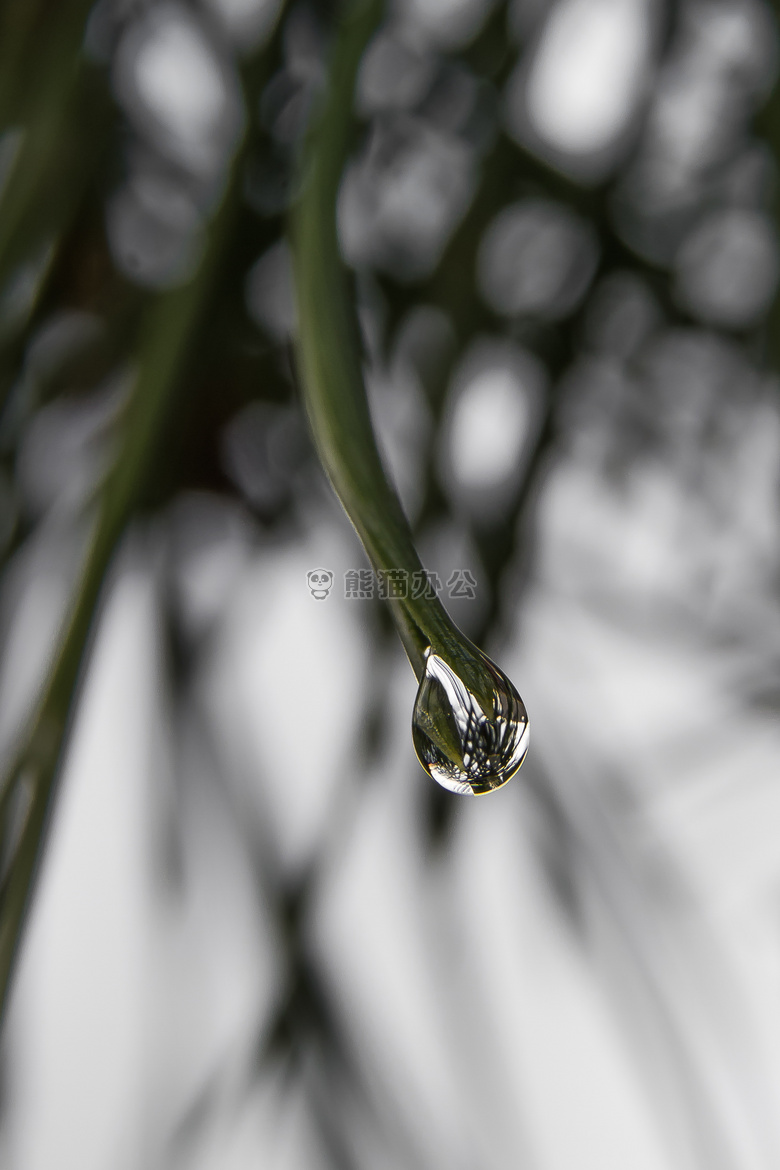 针 松木 雨滴