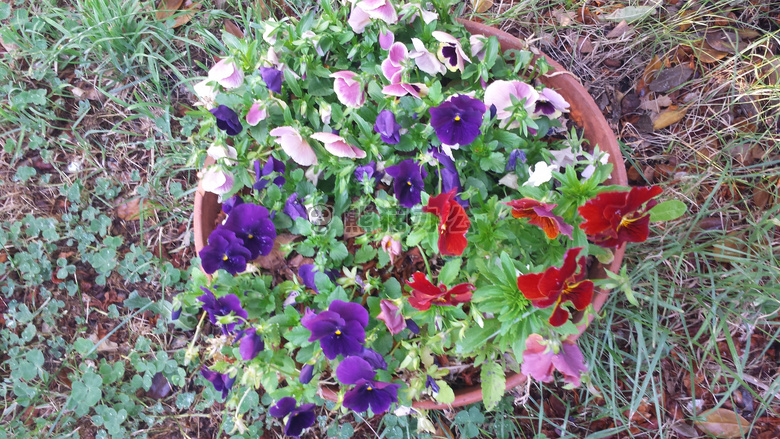 绽放 三色紫罗兰 植物