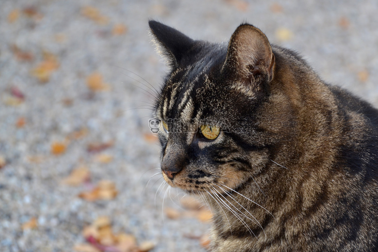 动物 猫 眼睛