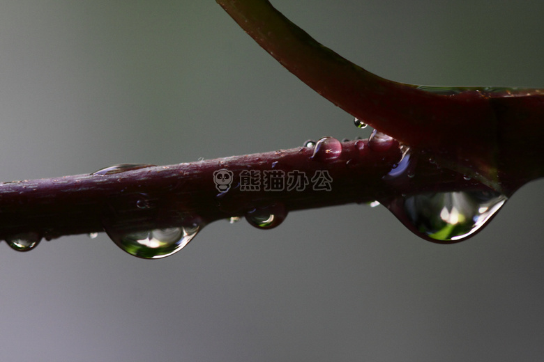 滴水 光 植物