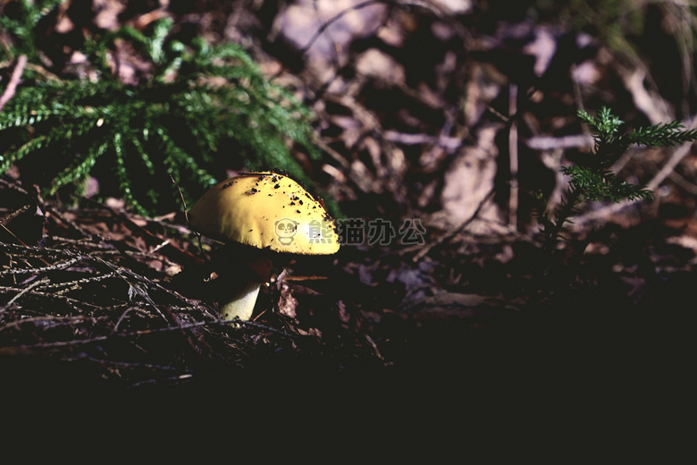 森林 宏 蘑菇