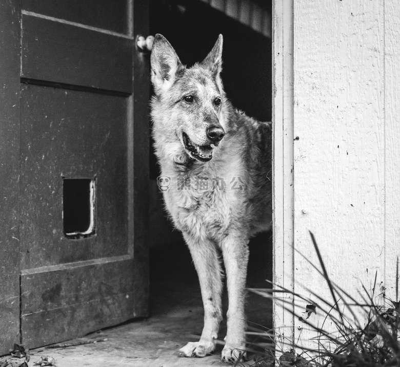 动物 犬 狗