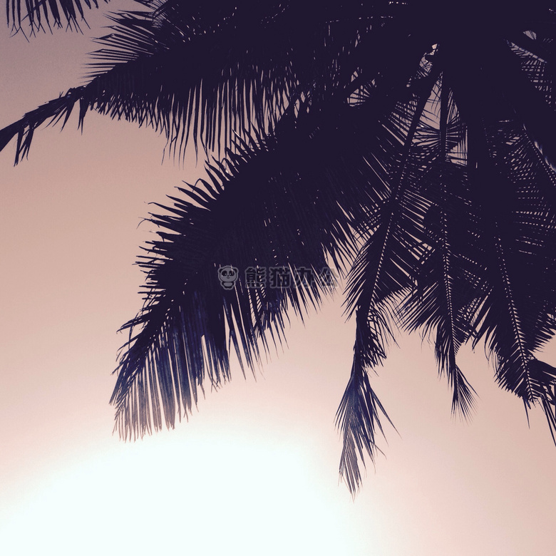 椰子 树 自然