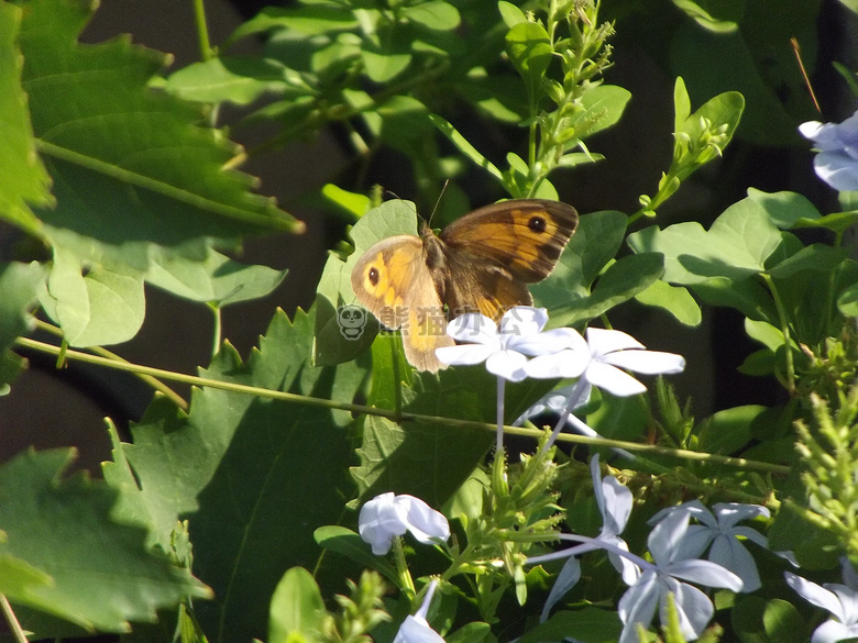 蝴蝶 花 昆虫