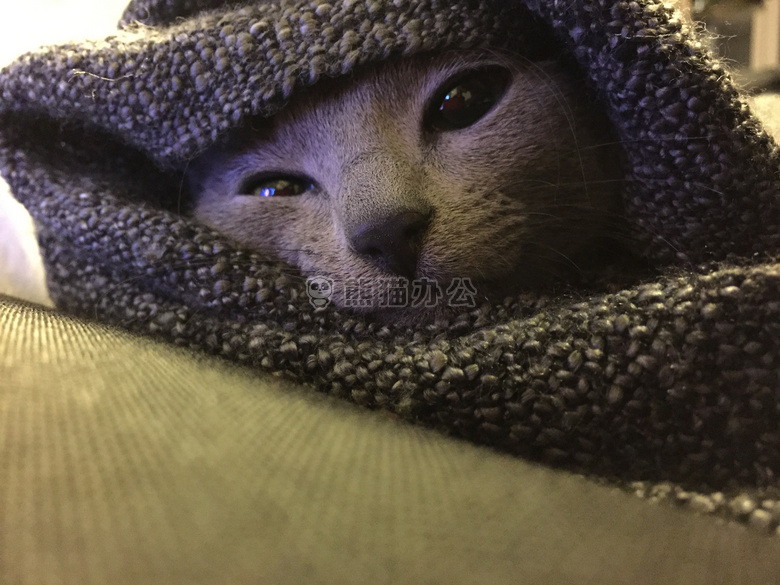 毯子 猫 灰色