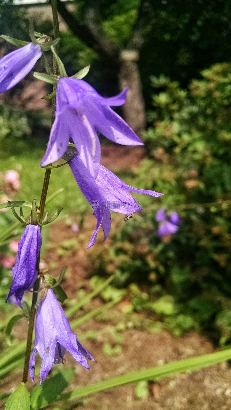 钟 花 紫色