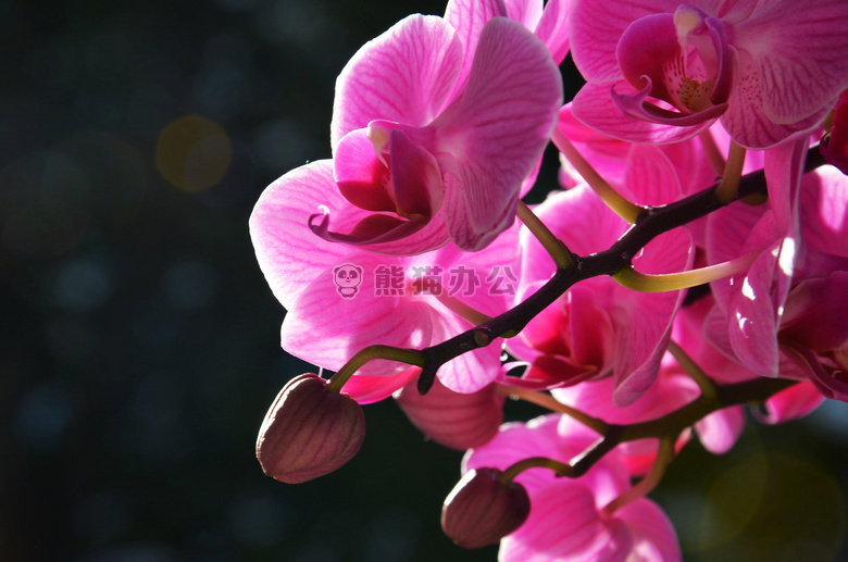 花农 花 夏天