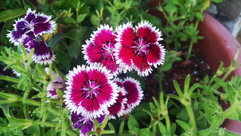 花 红色 夏天