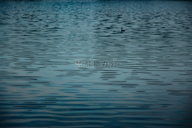 鸭子 湖 水