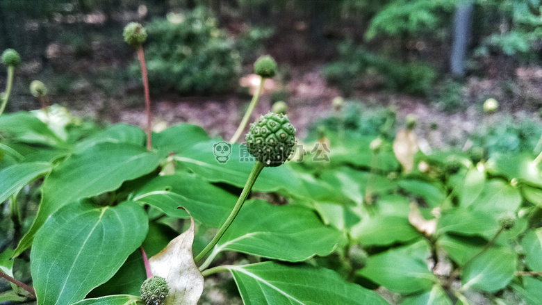 绿色 叶 植物