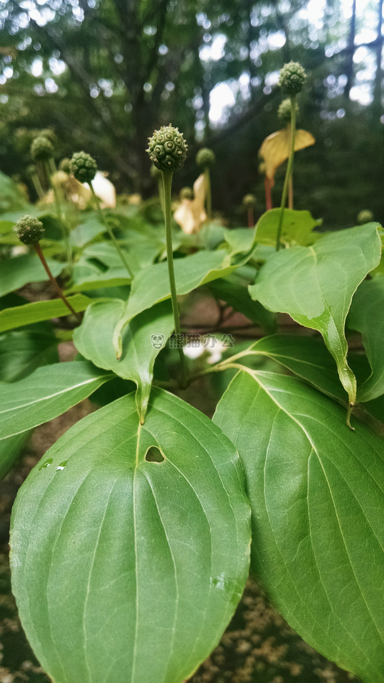 开花 芽 花