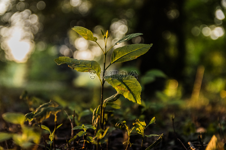 叶 灯 植物