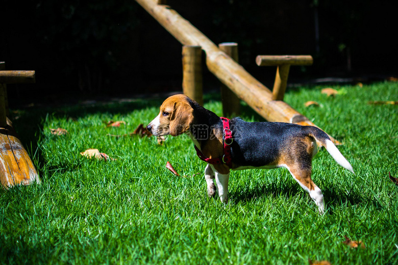 动物 比格犬 狗