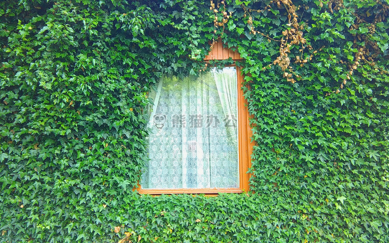 绿色 植物 窗口