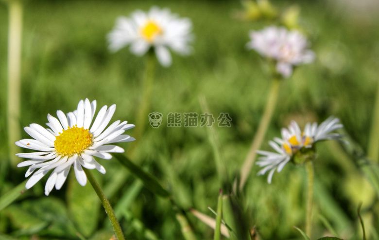 菊科 开花 洋甘菊