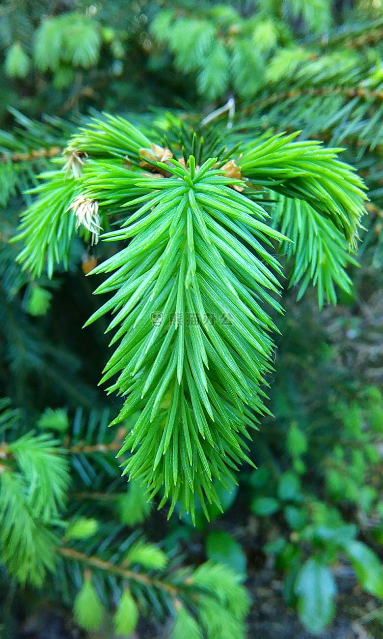 针叶树 绿色 植物