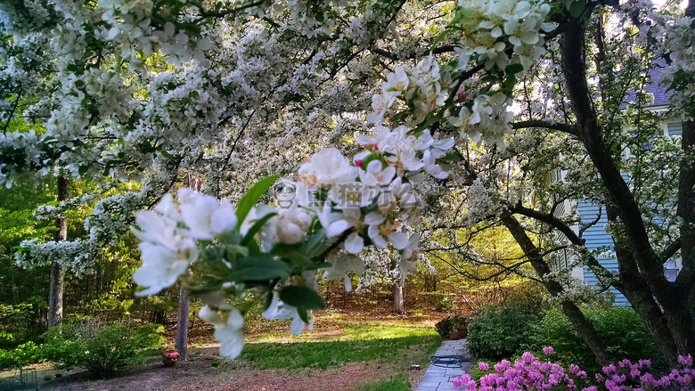 芽 花 春天