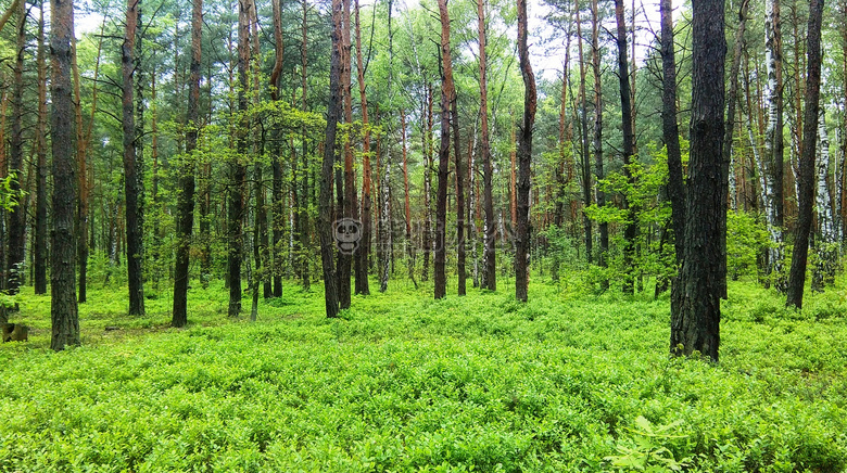 森林 绿色 树