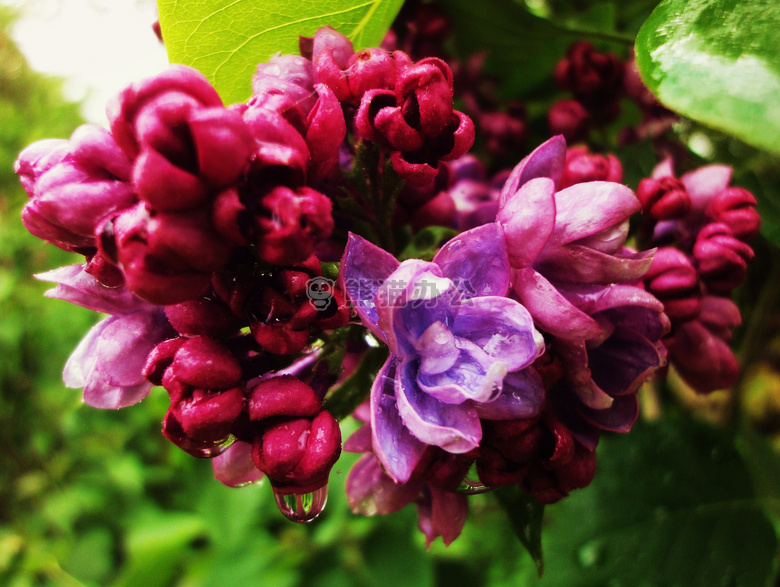 滴 花 丁香花