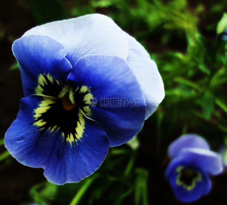 蓝色 花 三色紫罗兰