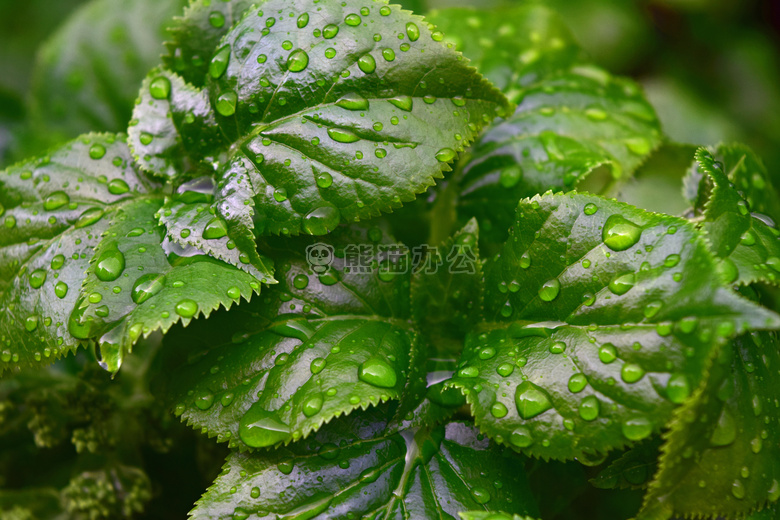 颜色 露水 露珠