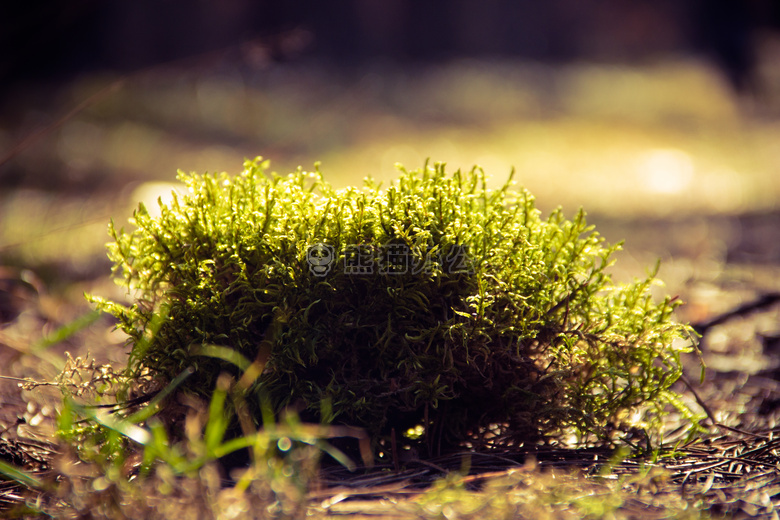 特写 绿色 苔藓