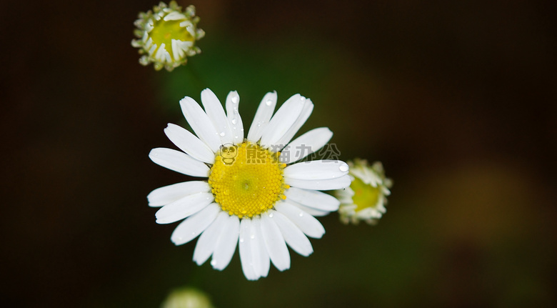 开花 特写 雏菊