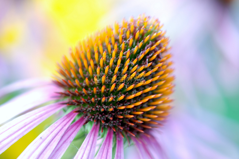 开花 特写 松果菊