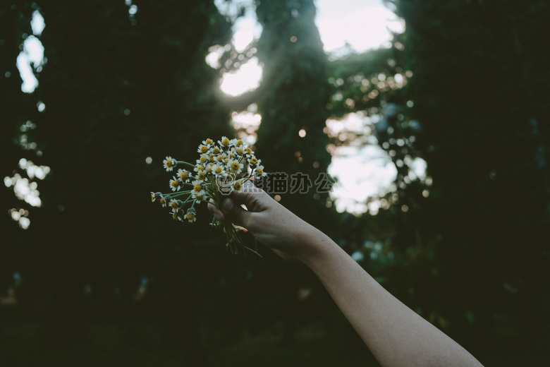 水仙花 花 手