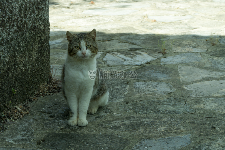 动物 猫 面对