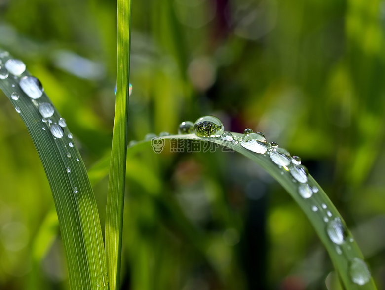 露水 草 绿色