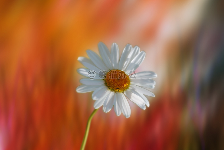 开花 芽 关闭