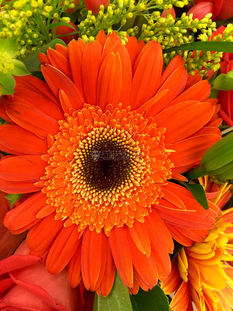 特写 植物区系 花