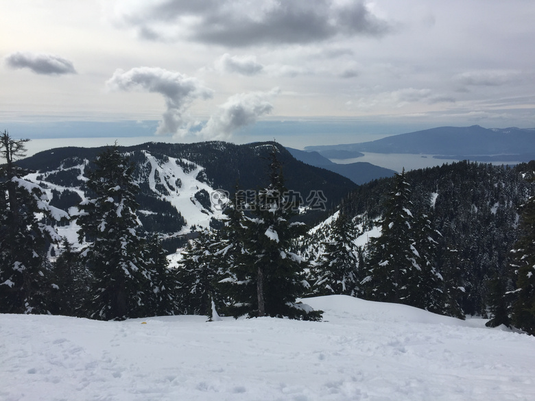 寒冷的 柏树 山