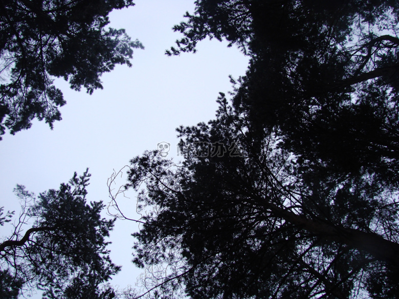 黑色 森林 天空