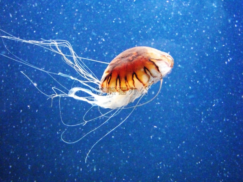 水族馆 蓝色 水母