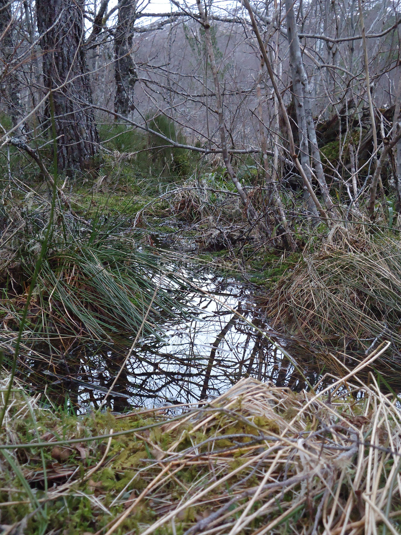 森林 地面 水坑